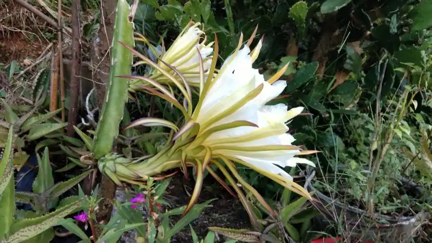 看到大家都发昙花,那我就发个火龙果花吧