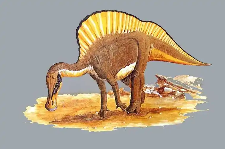 8, 最小的成年恐龙:小盗龙