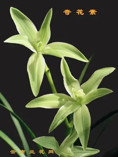兰花中的极品