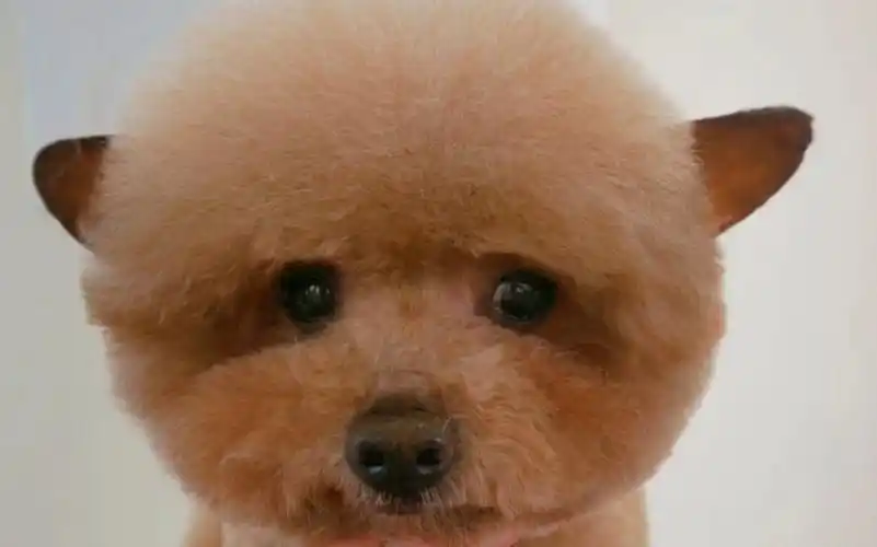 活动  教你如何在家修剪泰迪小圆头造型,宠物美容—泰迪小圆头