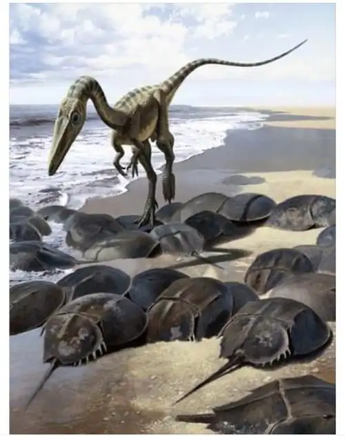 科普腔骨龙芜湖恐龙坐飞机