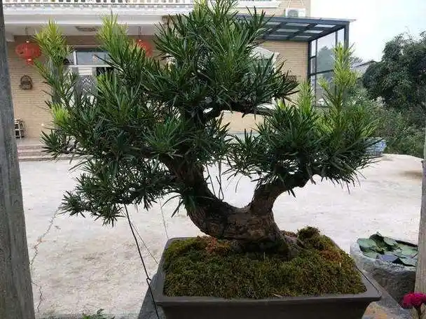 一根枝条成盆景,罗汉松品相名贵却很好养,新手都能养车大老桩