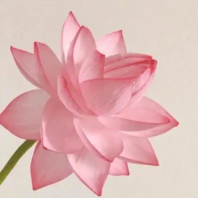 超火的荷花头像图片