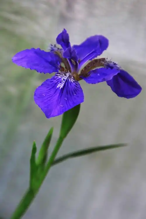 蓝色妖姫鸢尾花