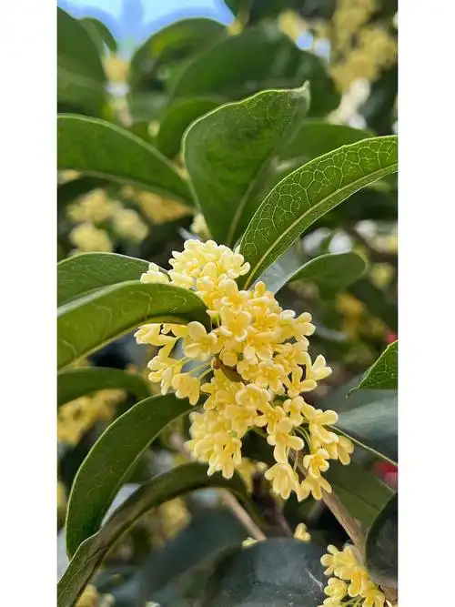 桂花真的太好闻了