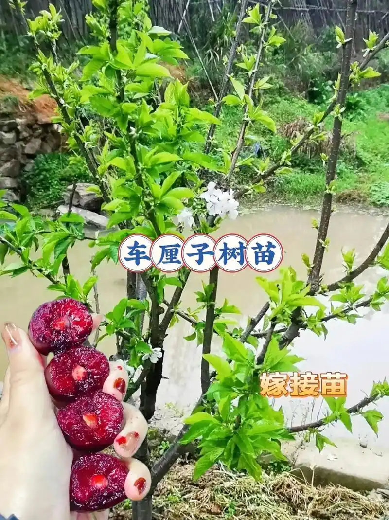 车厘子树苗 适合南北方种植,#阳台小院盆栽均可种植  适应 - 抖音