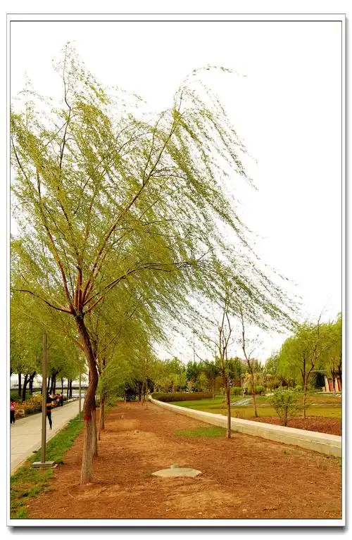 春风拂柳 - 山东摄影站 - 中国数码摄影家论坛 - 摄影交流论坛