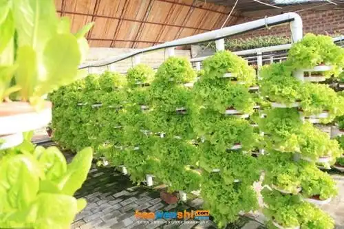 教你水培蔬菜品种选择及种植方式!