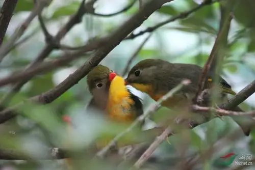 话剧《相思相爱》