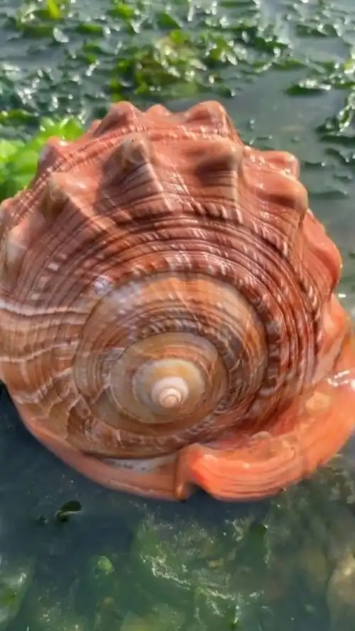 收获一只超漂亮的大海螺