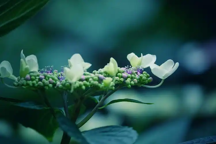 绣球花又称八仙花,紫阳花,七变花,洋绣球,粉团花