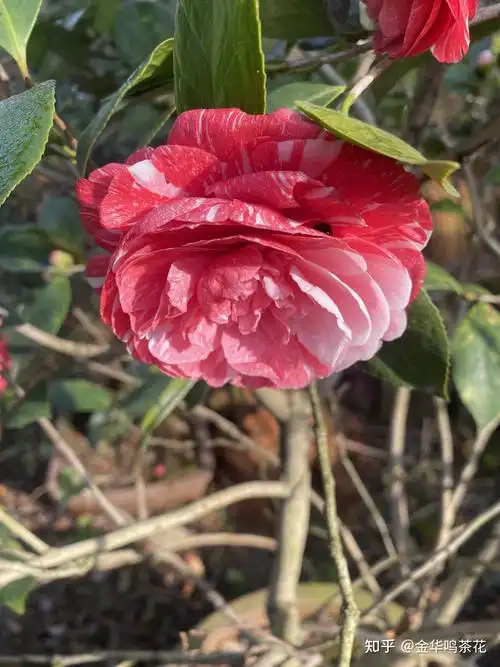 鸳鸯凤冠茶花 - 知乎