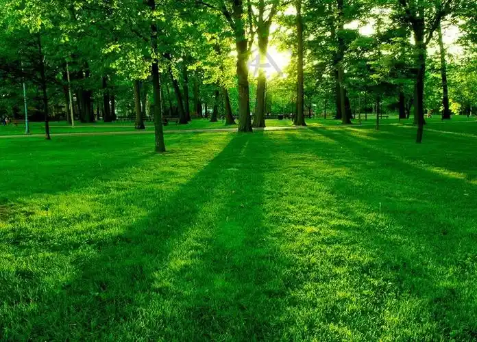 树林草地桌面背景图片