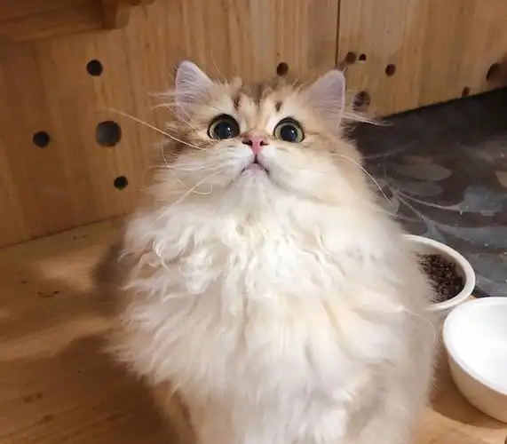 讨论请问正规猫舍会繁育长毛金渐层吗