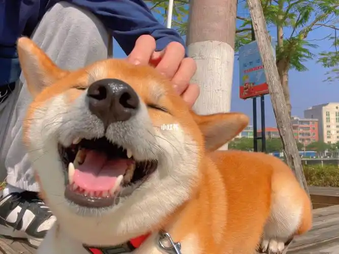 新年去哪玩_柴犬_漳州市攻略_宠物_治愈系_柴犬日常_宠物_狗_晒狗