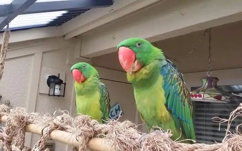 麒麟鹦鹉的火红巨嘴