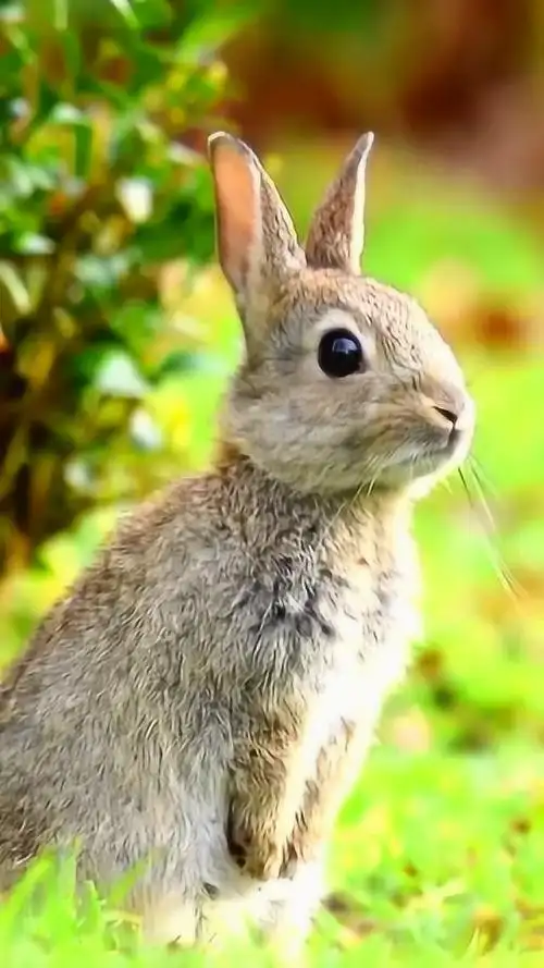 惹人喜爱的小兔子 充满鸟语花香的大自然
