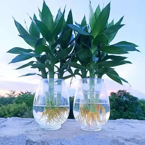 观音竹水培植物玻璃瓶富贵竹莲花竹办公室桌面净化空气小盆栽绿植