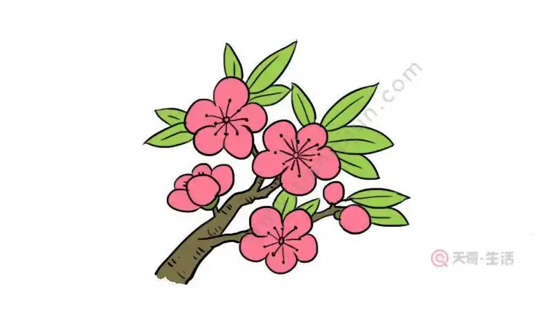 春天的景色桃花简笔画彩色