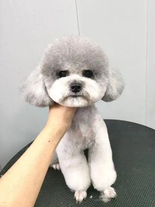 98|灰泰迪美容造型