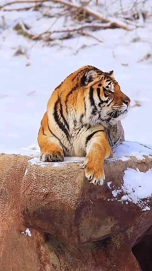 东北虎 生态摄影