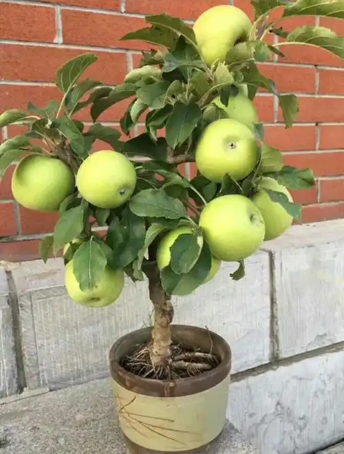 在阳台就能种的苹果树!结的苹果真诱人,你确定不想养一盆?