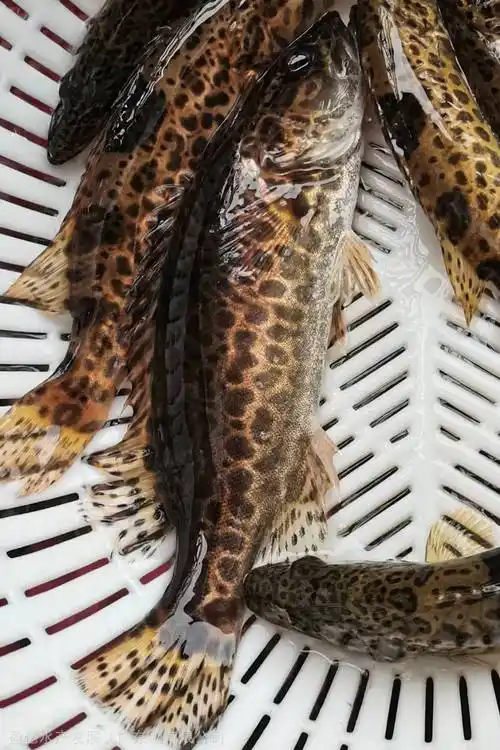 科学养殖技术斑鳜鱼苗老虎鳜鱼苗圆鳜鱼苗金钱鳜鱼苗