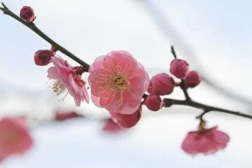 寒冬的梅花,秀出自己的美智