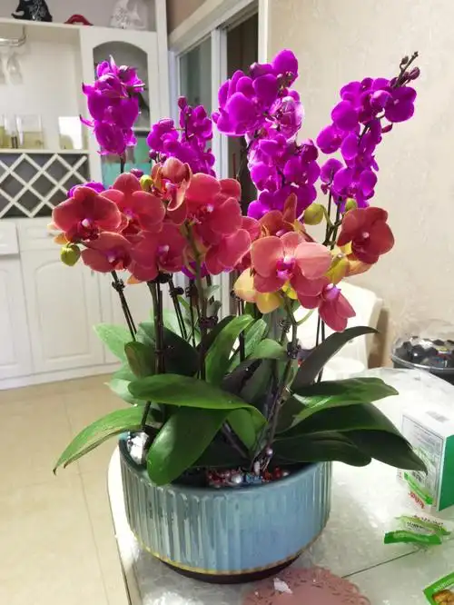 在小红书做了很多功课 在拼夕夕买的花盆和花 #组出来的蝴蝶兰还挺