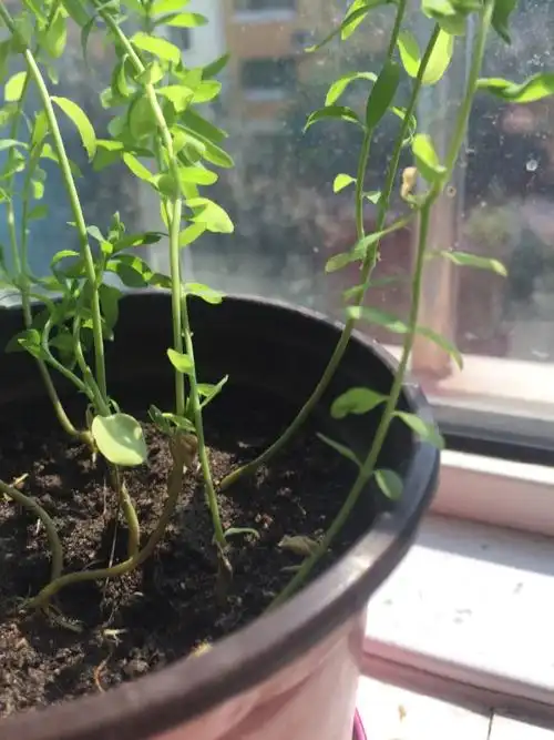 兰花亚麻长歪了怎么办? 5 幼苗已经很长了但越来越歪怎么办?