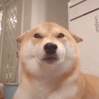 342_342gif 动态图 动图