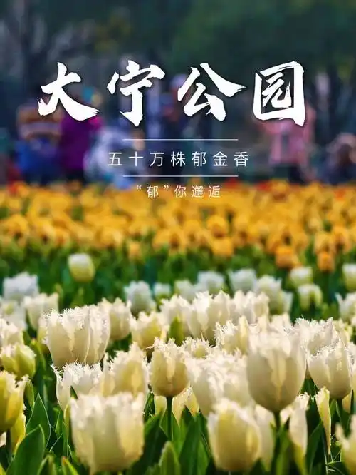 静安这座公园郁金香竞相绽放超10000平方米花海带你看撩人春色