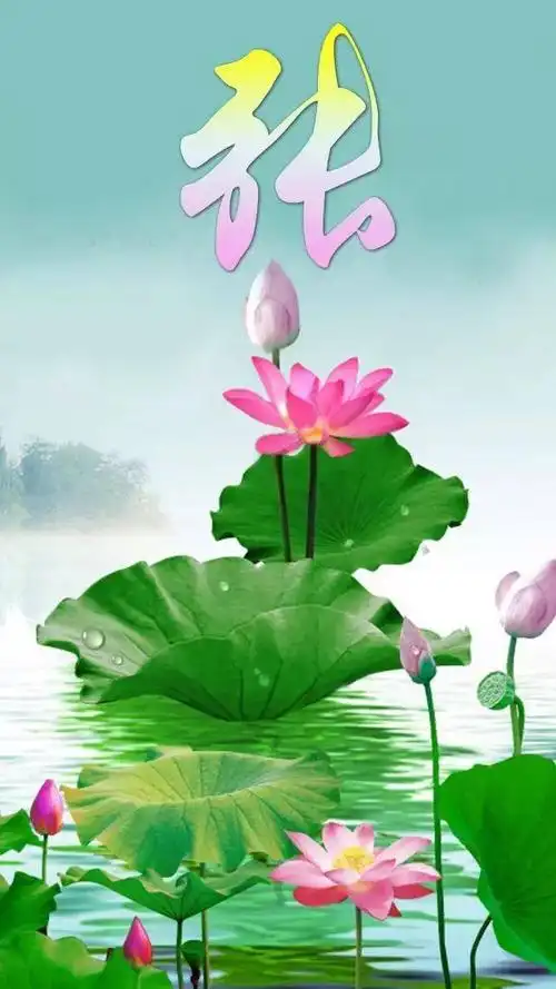 中老年头像大全足足90张名字手机屏保最美荷花合辑找找你的名字吧