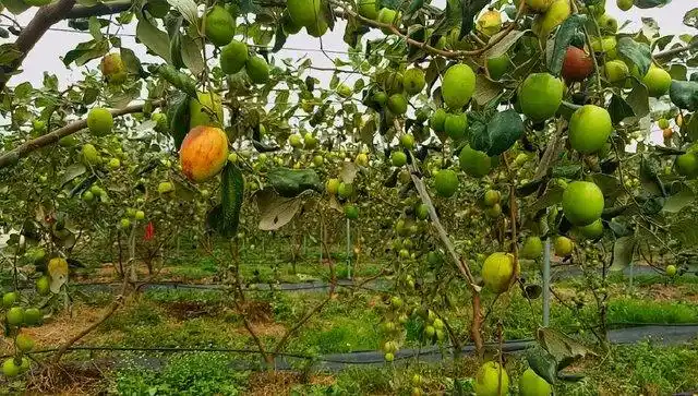 大丰收!没想到从台湾引进的果树,在广东这边种植迎来了大丰收!