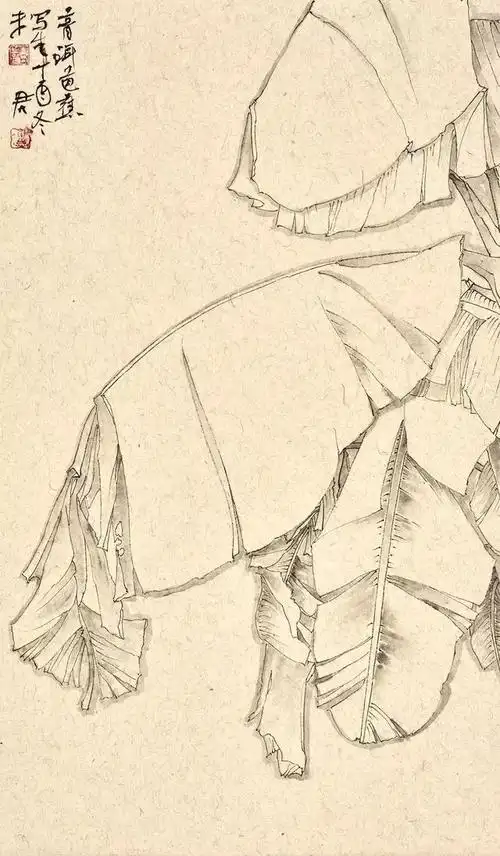 画家未君普洱写生白描20幅