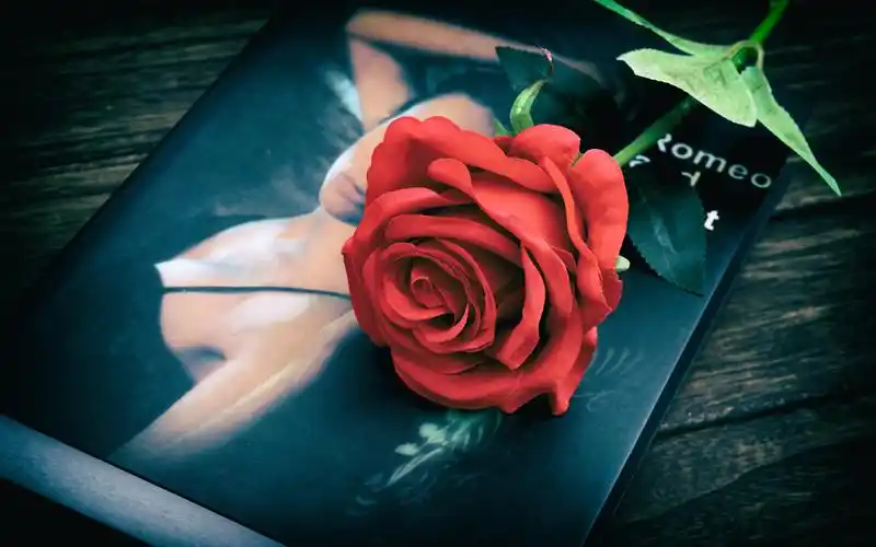 首页 桌面壁纸 娇艳似火的红玫瑰电脑壁纸上一张下一张查看原图