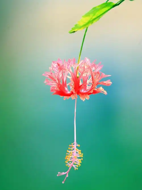 聂东《一花一世界》