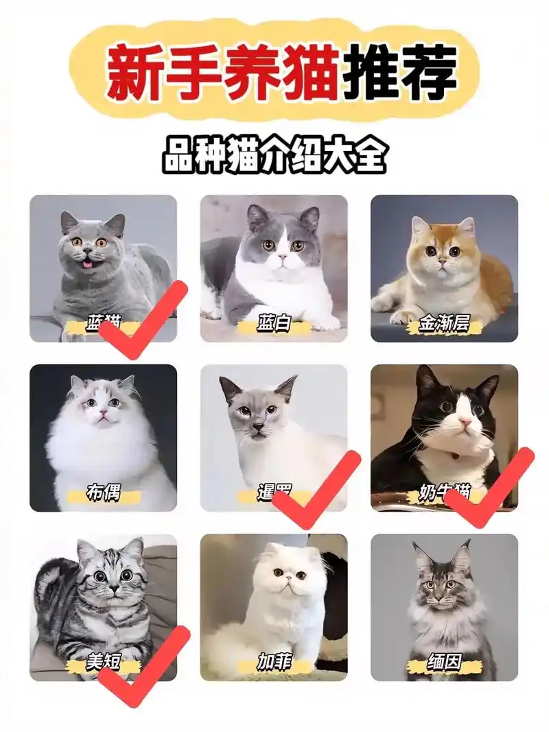 新手养猫必看.#猫咪 #养猫新手 #萌宠好 - 抖音