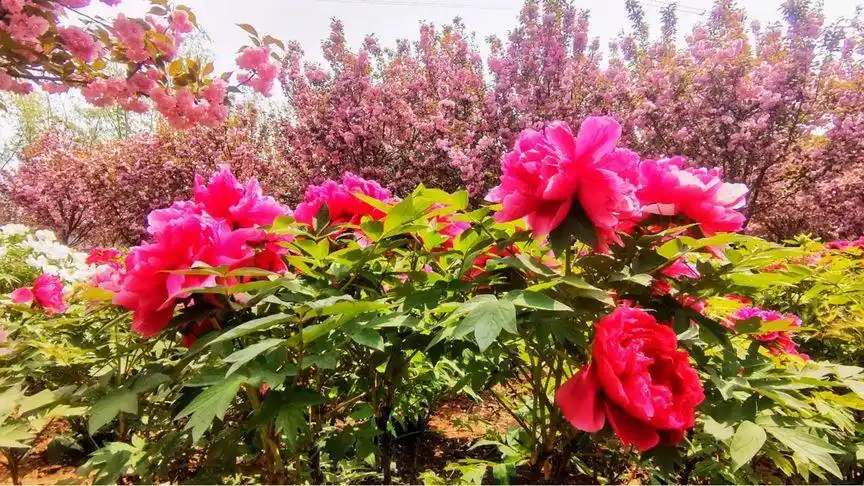 洛阳国花牡丹园