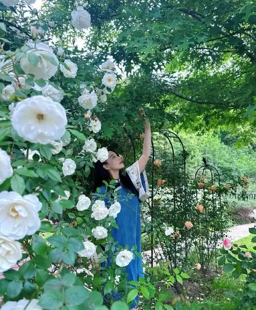 张馨予晒自家院子,堪比现实版莫奈花园,穿古典长裙花海中拍照