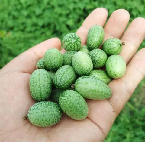 世界上最小的西瓜佩普基诺仅有拇指大小而且营养十分丰富