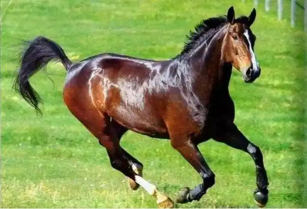 神秘的"汗血宝马"大揭秘,它真能日行千里吗?为何流汗如血?_金马