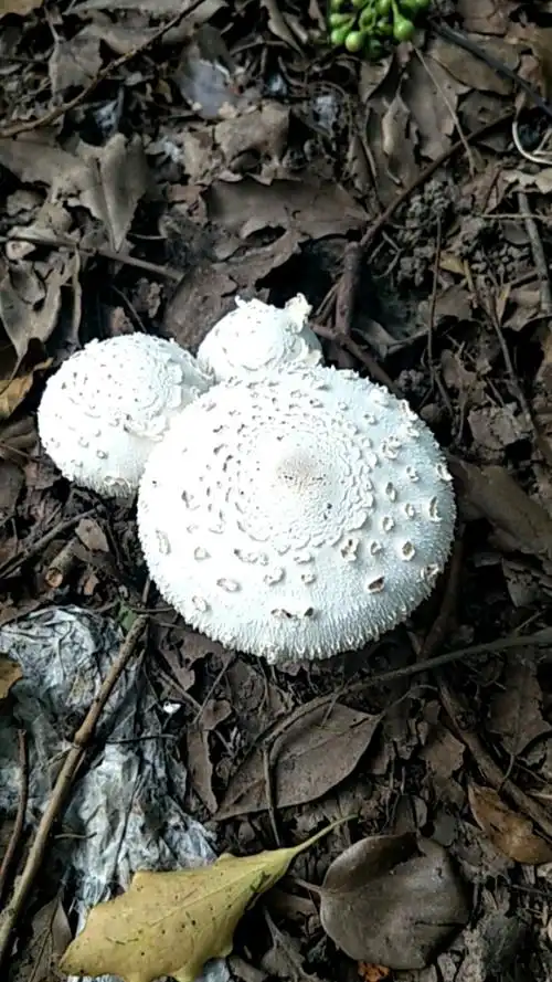 亲们,看看这种白色的蘑菇能吃吗?