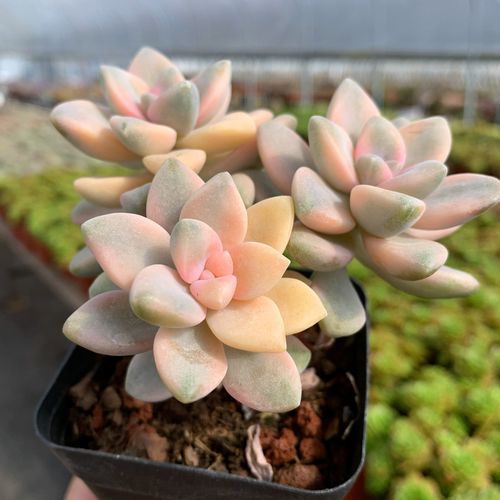 美杏锦多植物盆栽高端韩货群生肉肉黄丽锦办公桌多肉植物