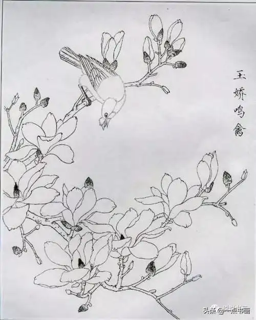 玉兰花工笔白描画稿分享