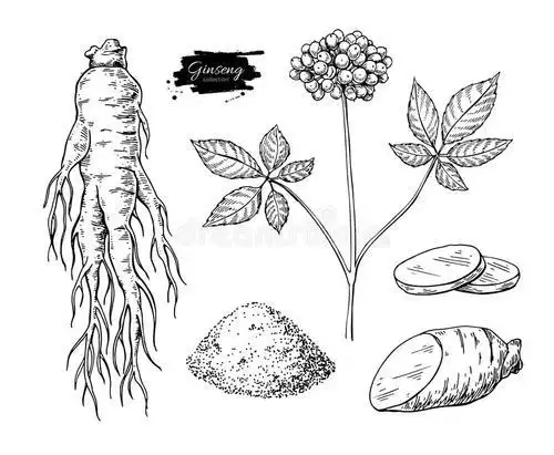 长白山人参文化简笔画