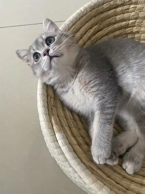 【讨论】组里有养蓝金渐层吗?