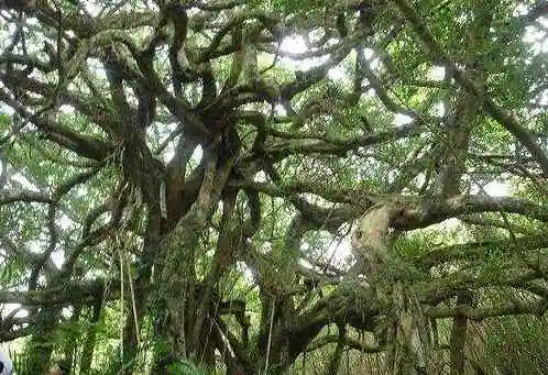 吃人树奠柏之谜,爪哇食人树奠柏是真的吗?