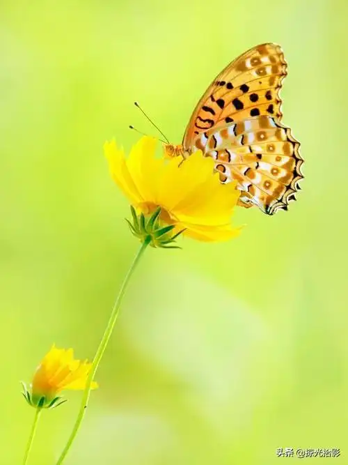 蝴蝶/高清背景图,蝴蝶吃什么东西作为食物(掌控好焦面,光线和色彩)_犇