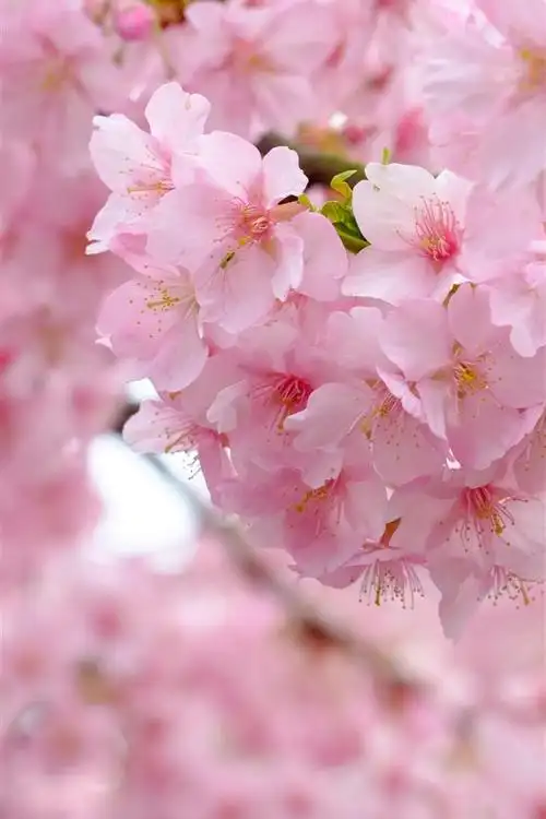 粉红色的樱花盛开,鲜花,春天,美丽 4k